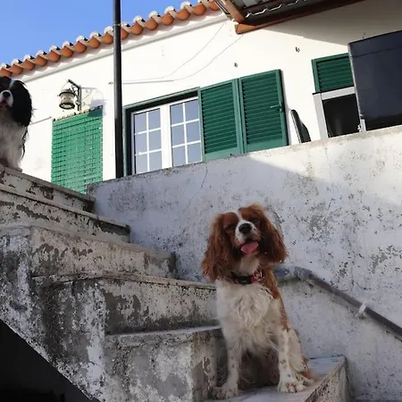 Alieira's House - Pet Friendly Casa de Férias *